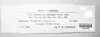 Uromyces pisi-sativi image